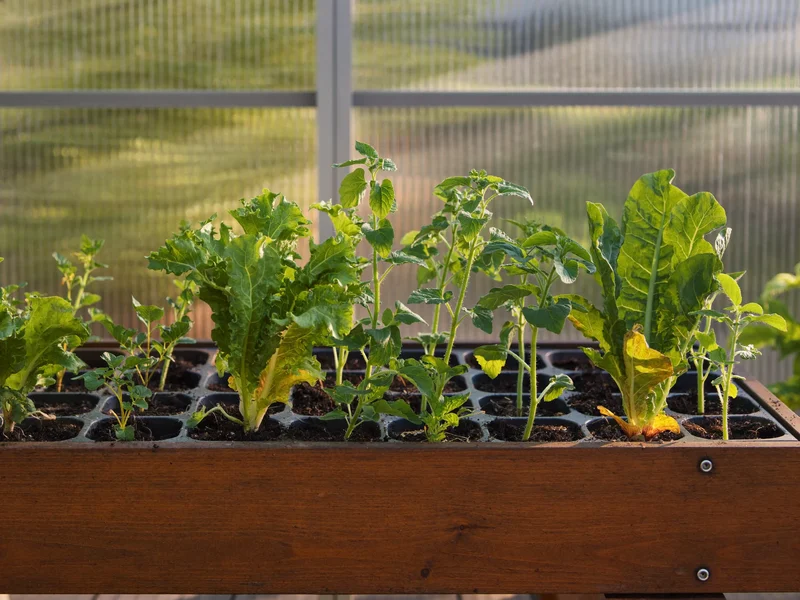 Vegetable plug plants resting in cell trays on a greenhouse bench